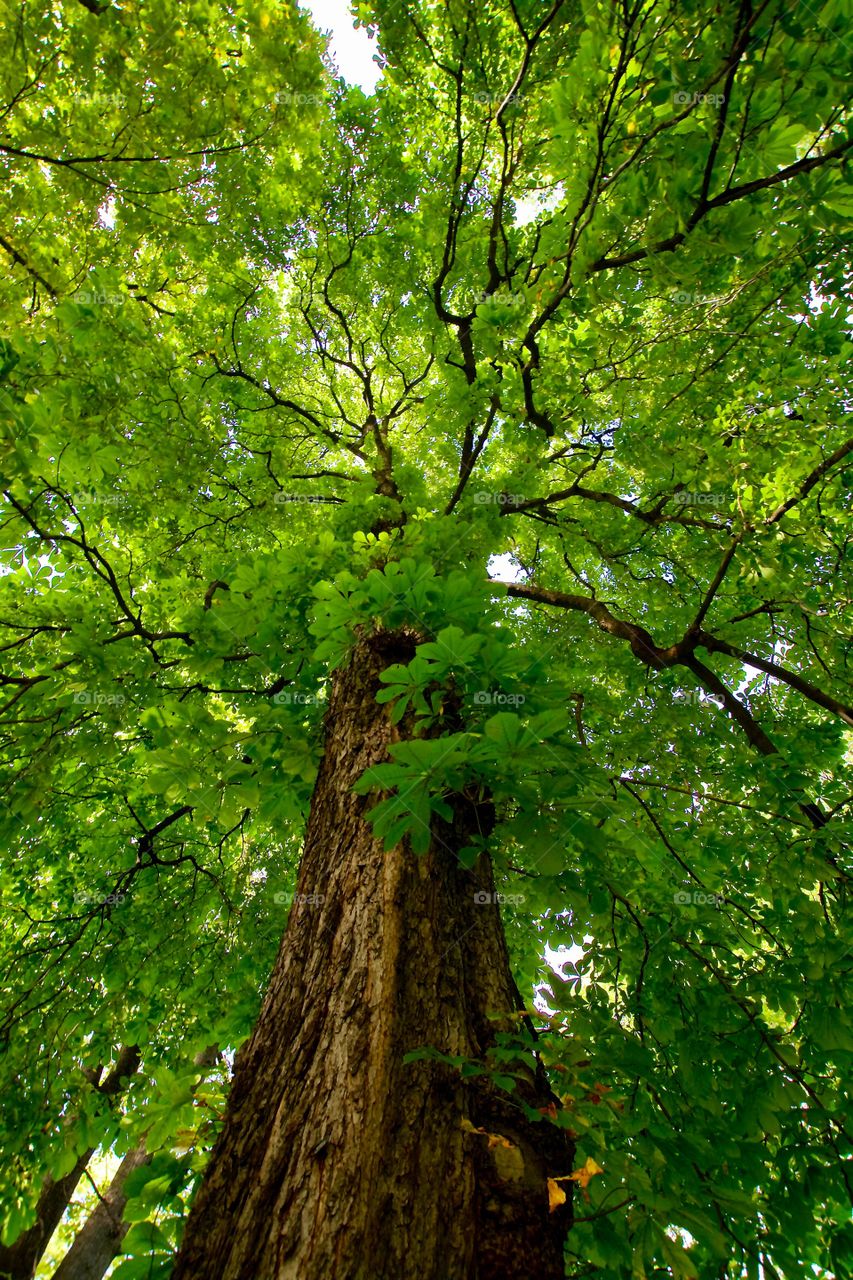 Looking up at the wonders of nature