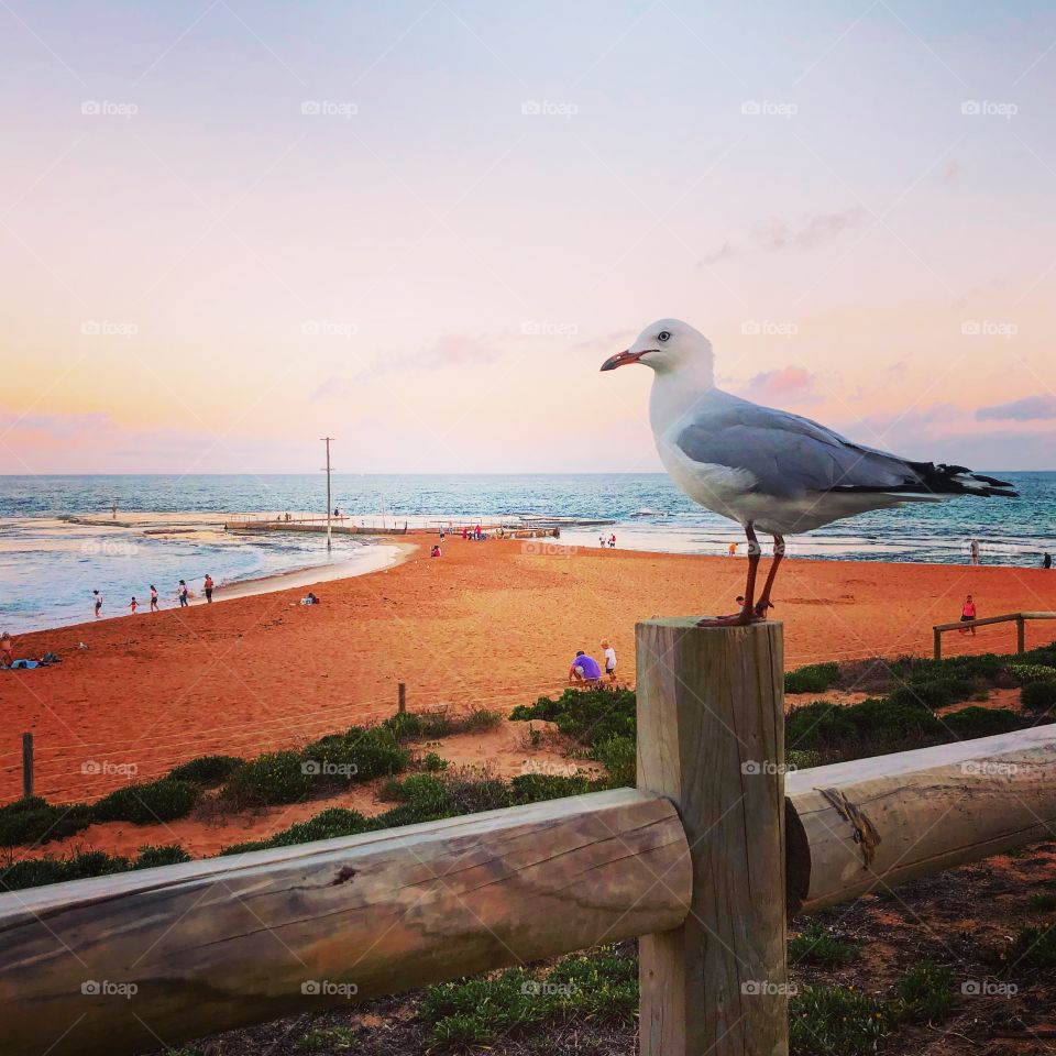 The gull at the beach at sunset on a wooden fence