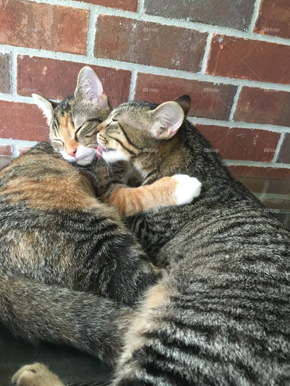 Kitty love