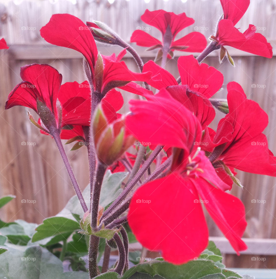 caliente geranium