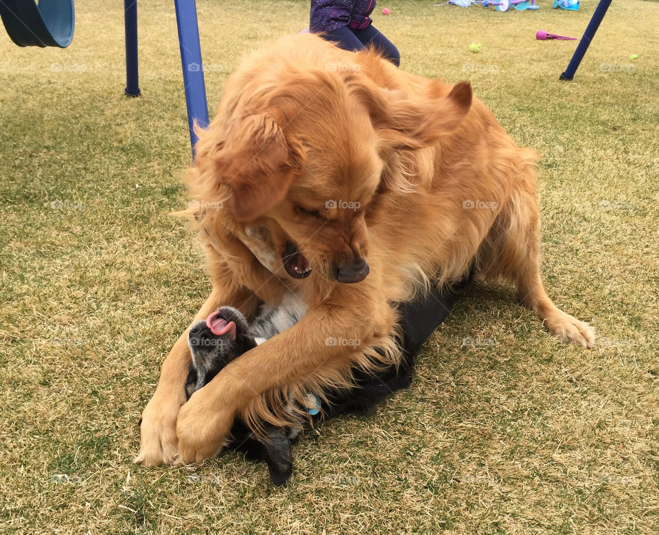 Dogs at play