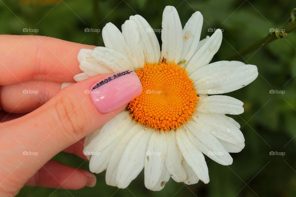 Chamomile, flowers, hands, palms, flower in the palms, nails, amor amor, manicure, pink nails,