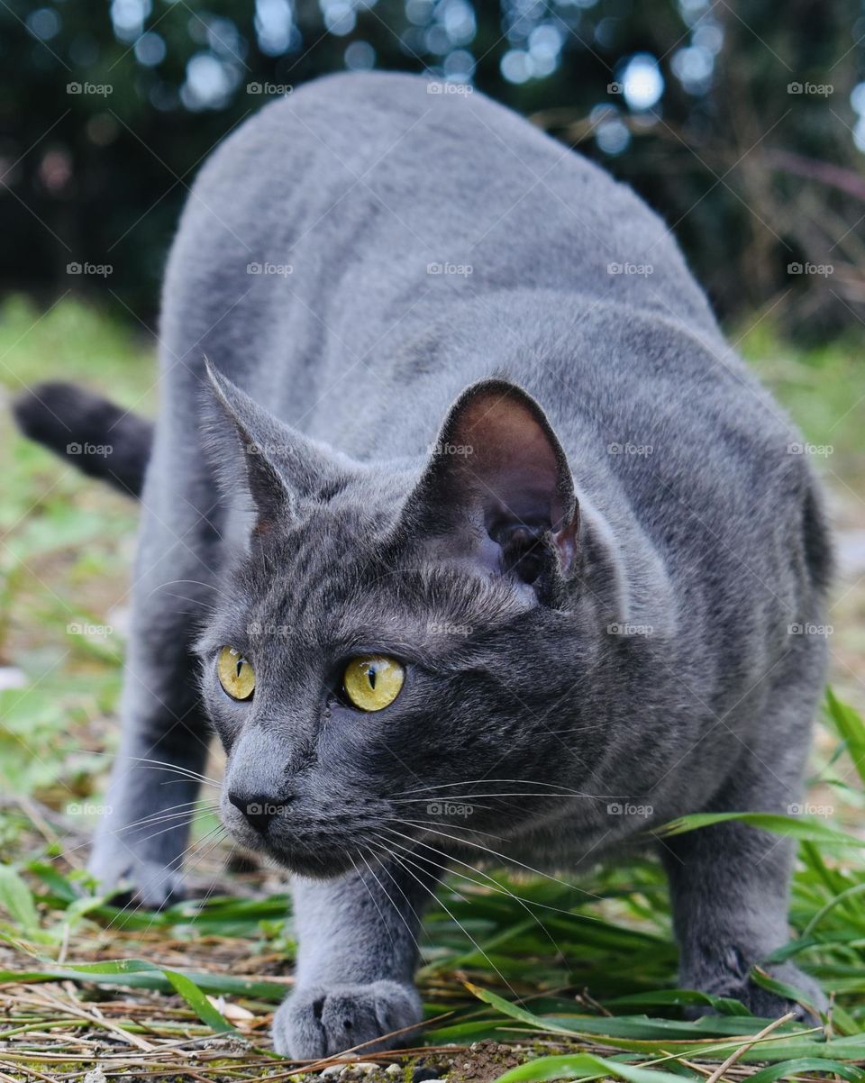 Cat seen from the ground in the nature 