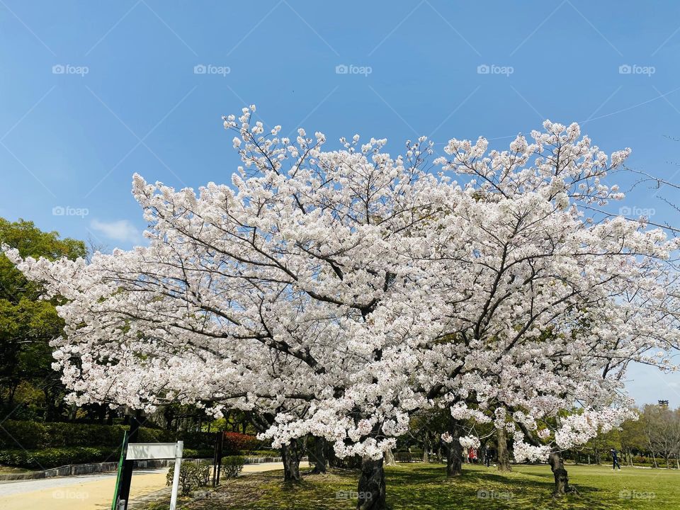 Cherry Blossoms