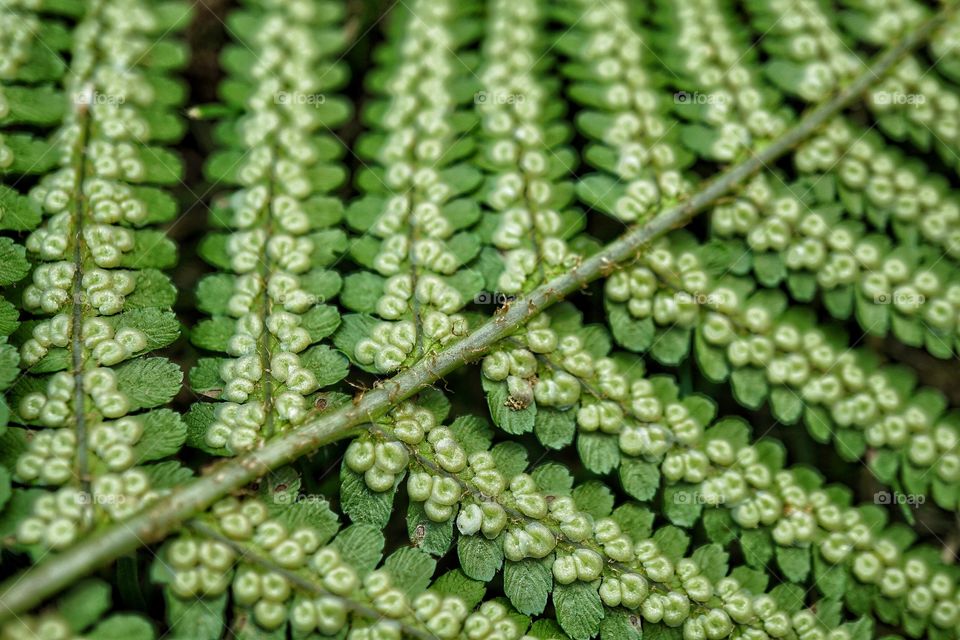 Underside of a fern leaf 