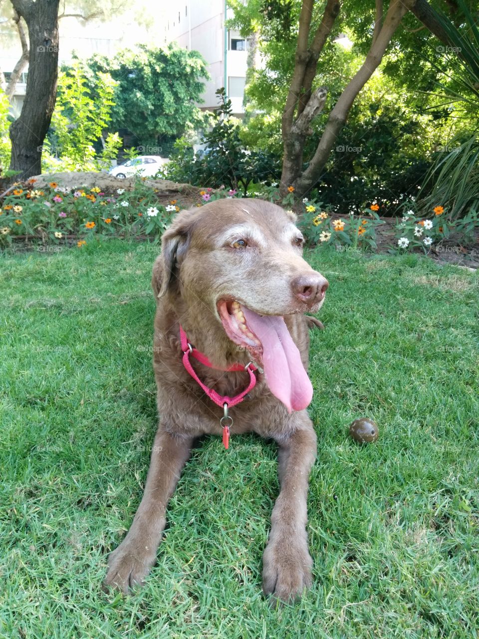 Dog Days. Chesapeake Bay Retriever taking a break after fetching her favorite ball