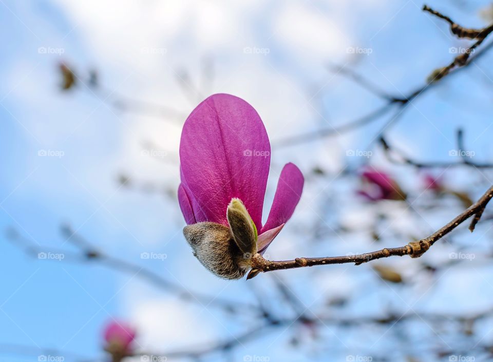 Closeup of pink flower from Jane Magnolia tree