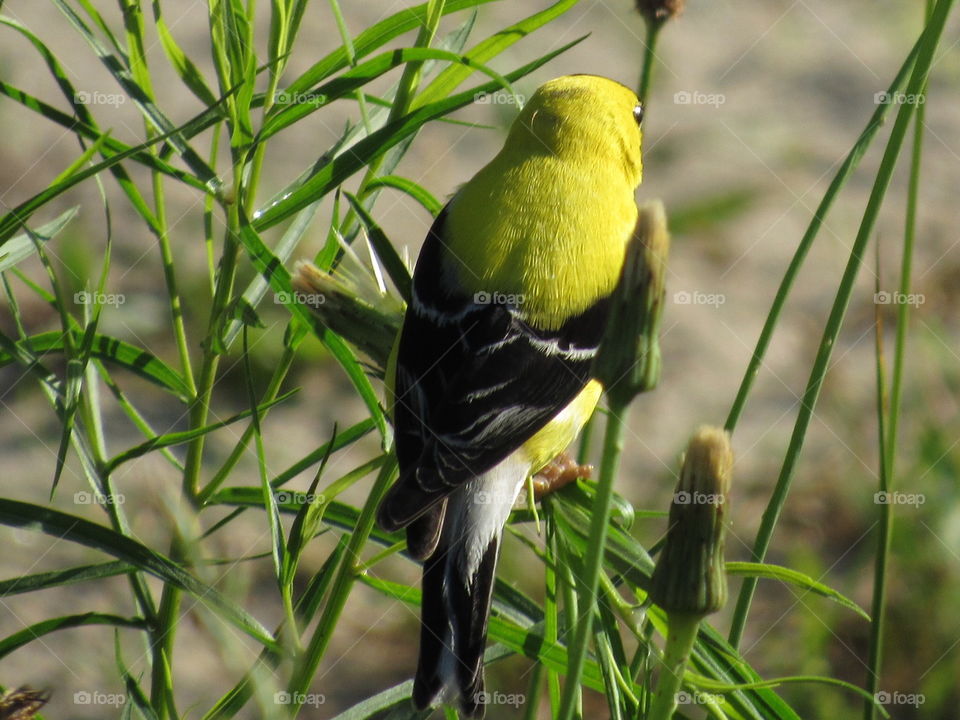 Nature, Bird, Wildlife, No Person, Animal
