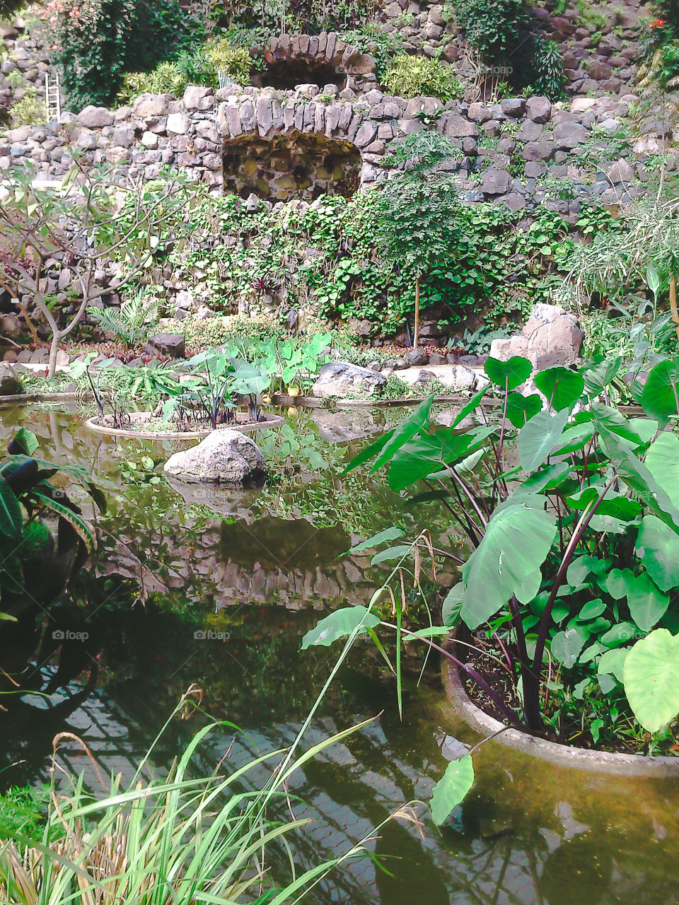 Nature, Leaf, Water, Garden, Flora