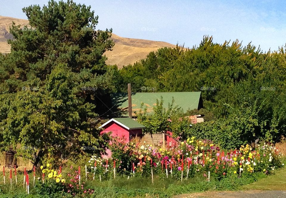 Barn and flowers