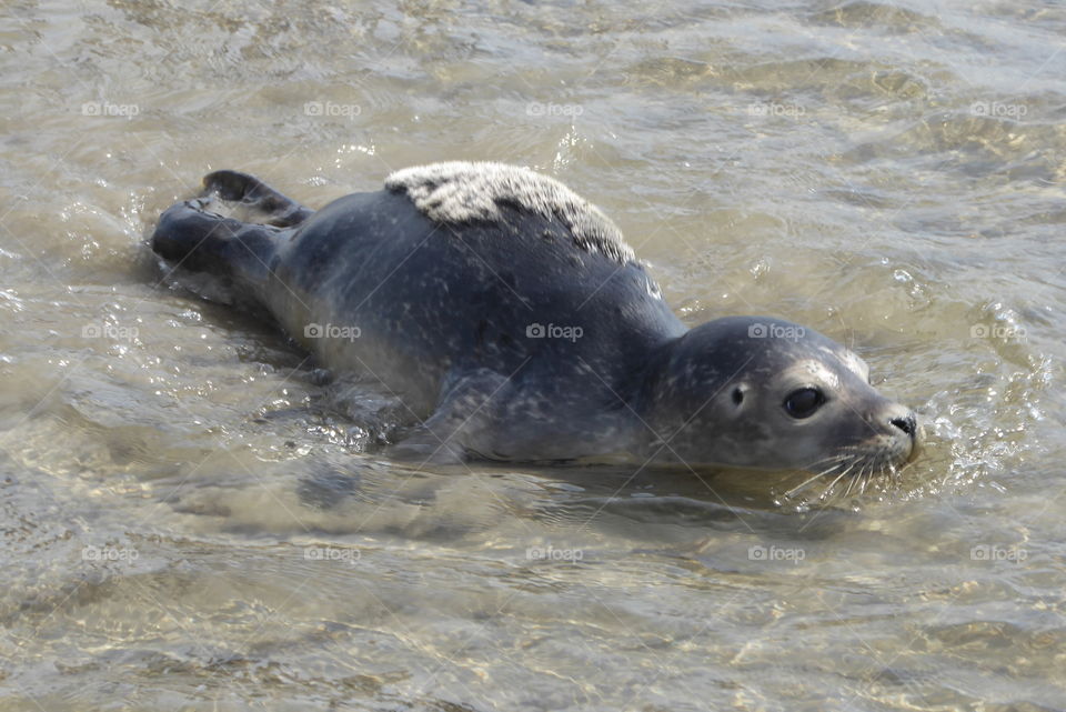 Cute Baby seal in the wadden Sea St. Peter Ording 