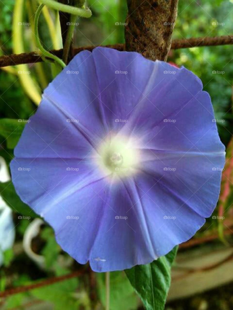 Morning glory