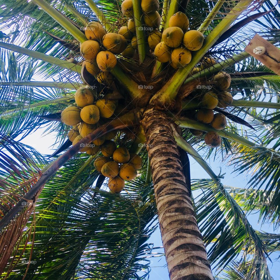 Under the coconut tree