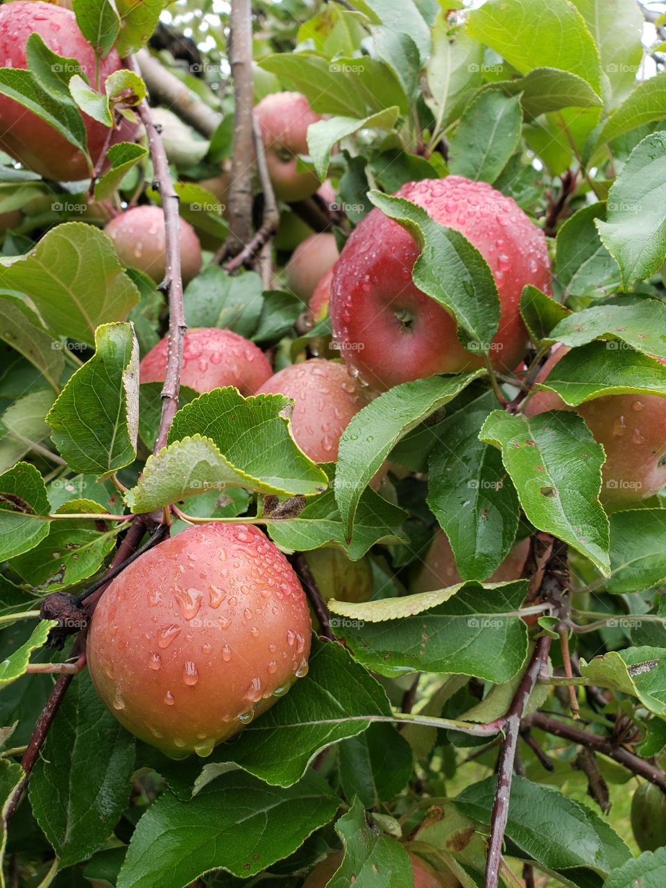 Fresh raindrops on red apples hanging on apple tree
