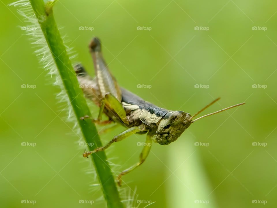 Grasshopper on grass.