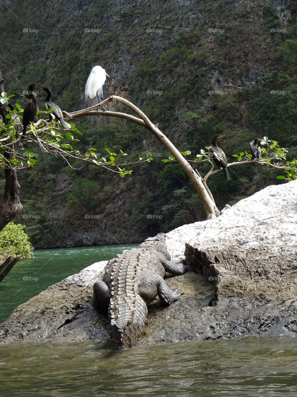 cocodrile laying in a rock at Chiapas