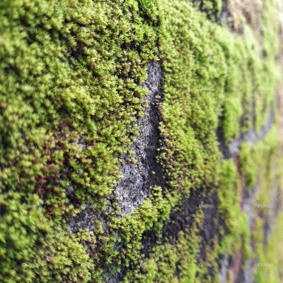 Greeny Moss