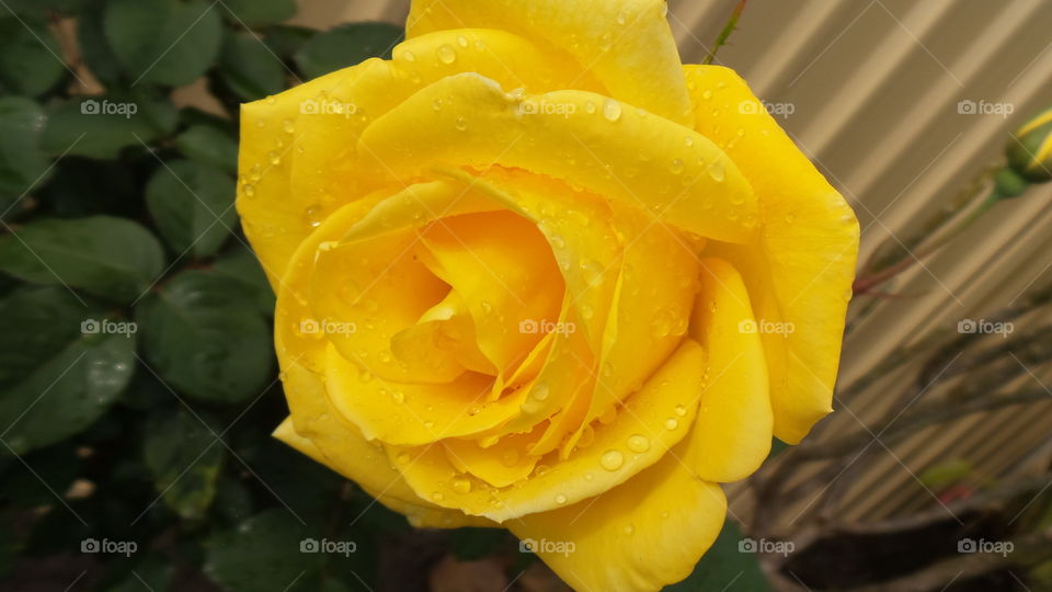 yellow rose with dew drops