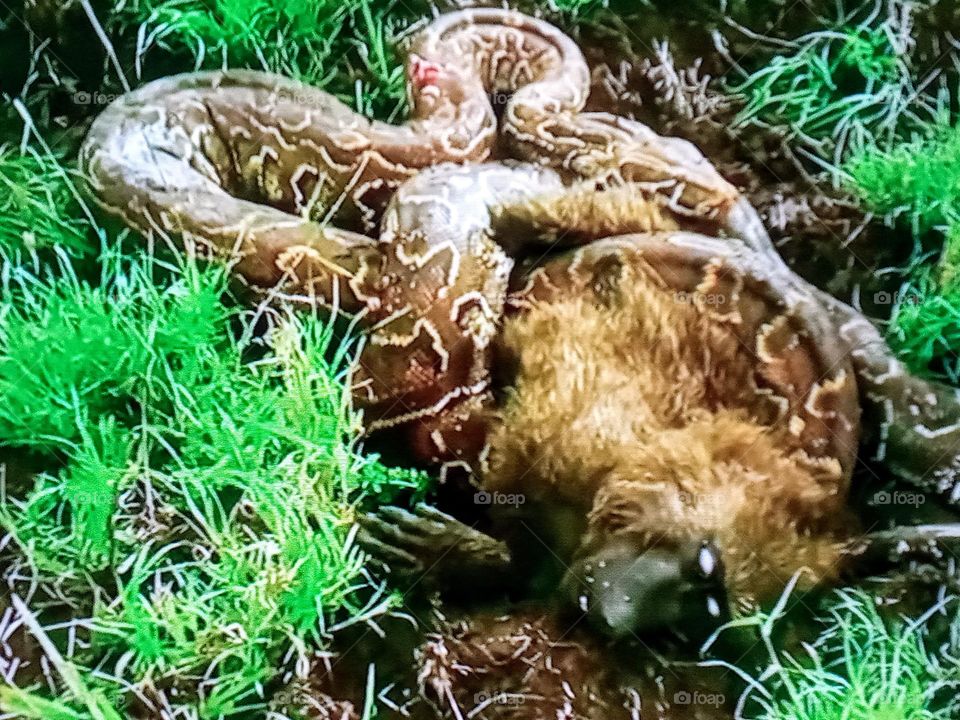 Cobra preys on a monkey