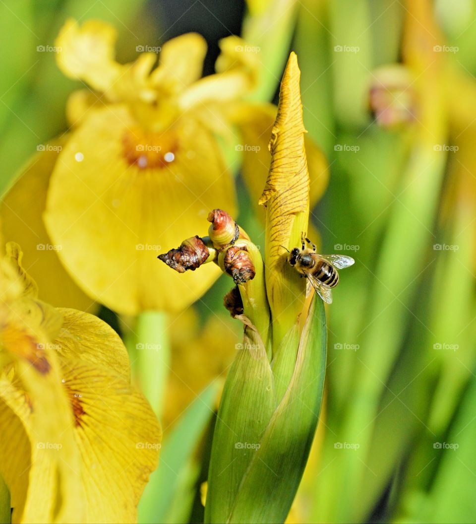 The  bee 🐝 pollination of a yellow flower