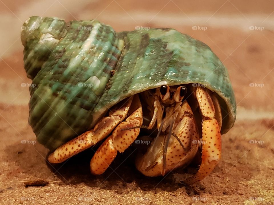 Red hermit crab in a green shell