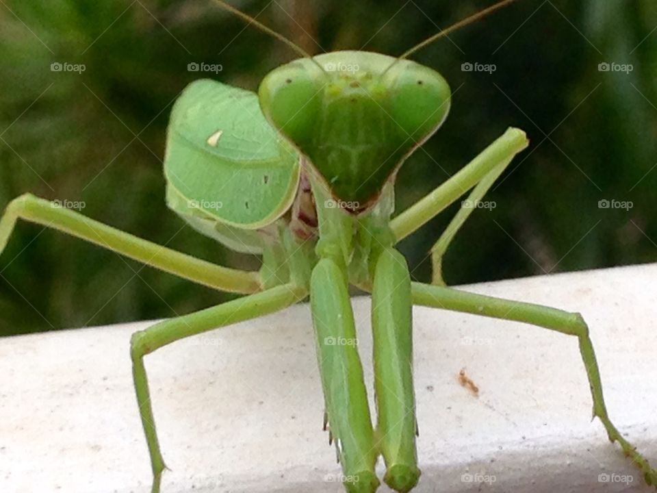 Praying mantis posing on porch