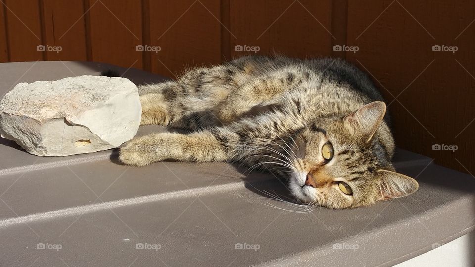 Cat pose
