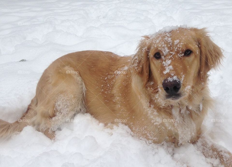 Winter wonder princess