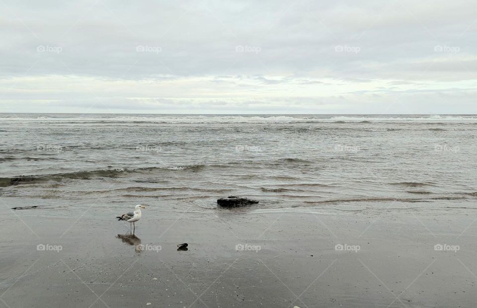 lonely seagull looking for food at the beach on a cloudy, moody day at the ocean seagull eating clam