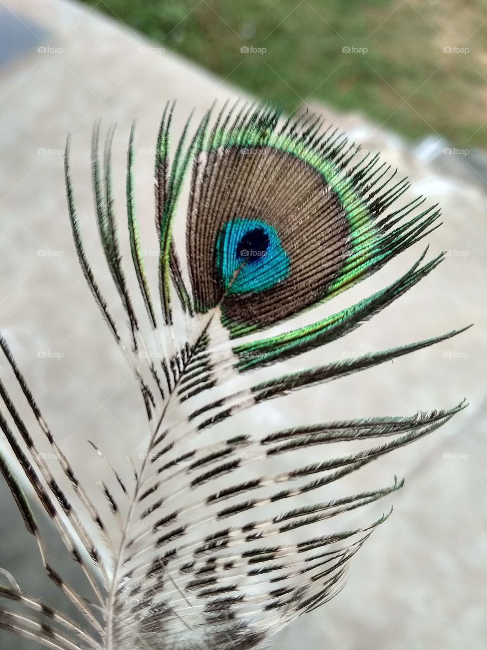 peacock