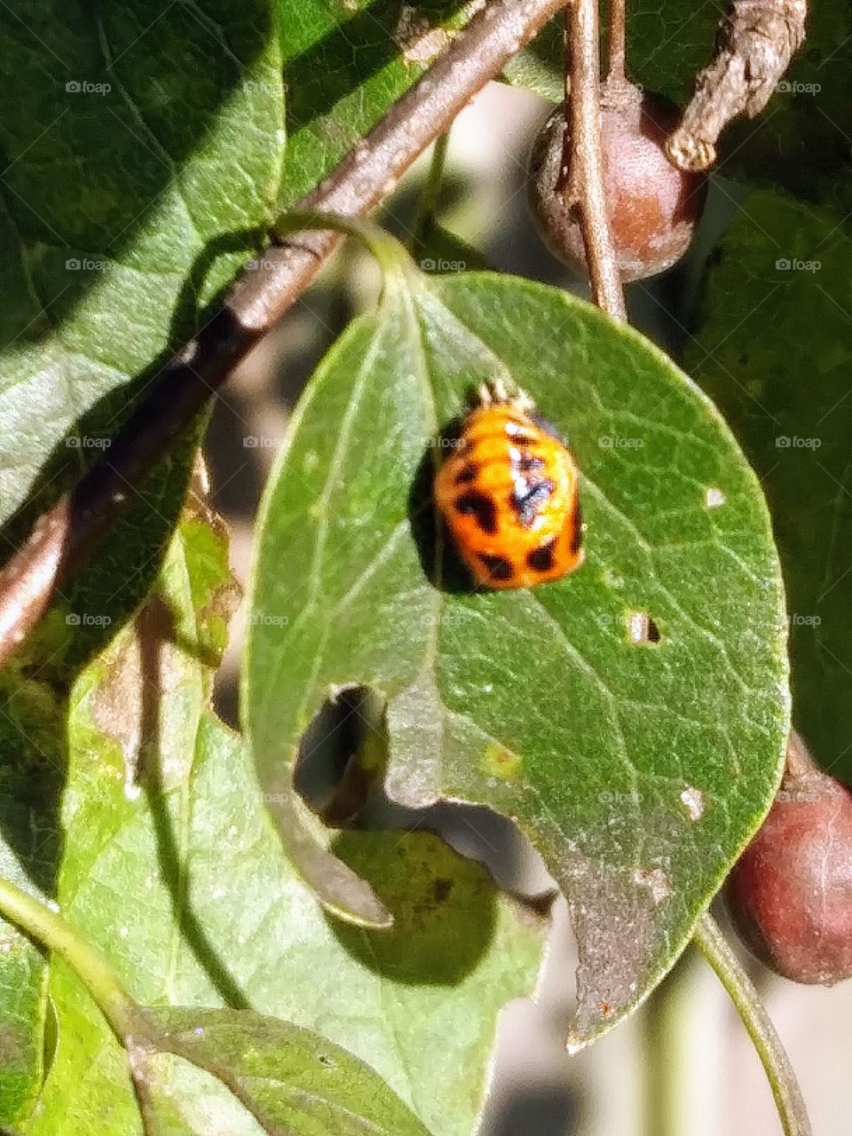 brightly colored insect