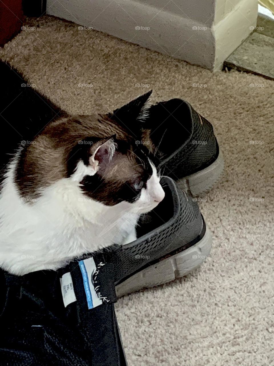 Cat on shoes 2