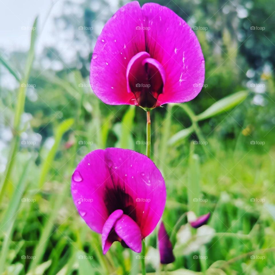 Pink flower