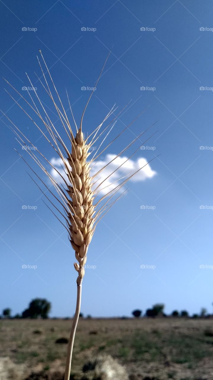 wheat...😋