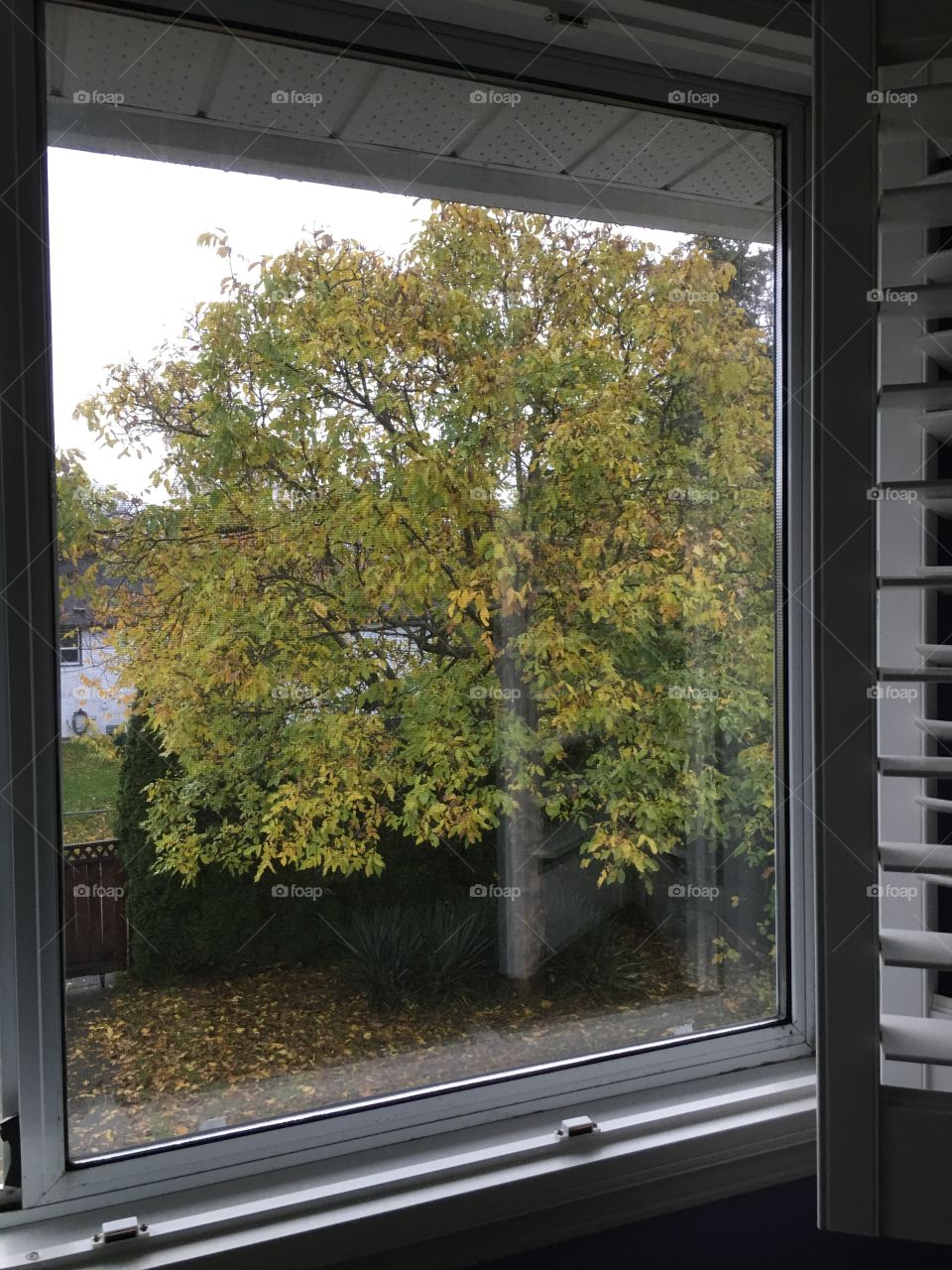 Thru the window looking at fall