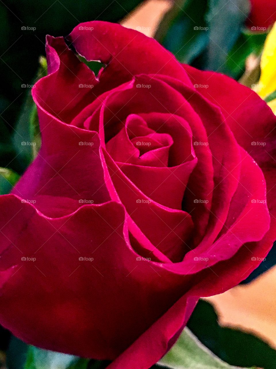 Red Rose