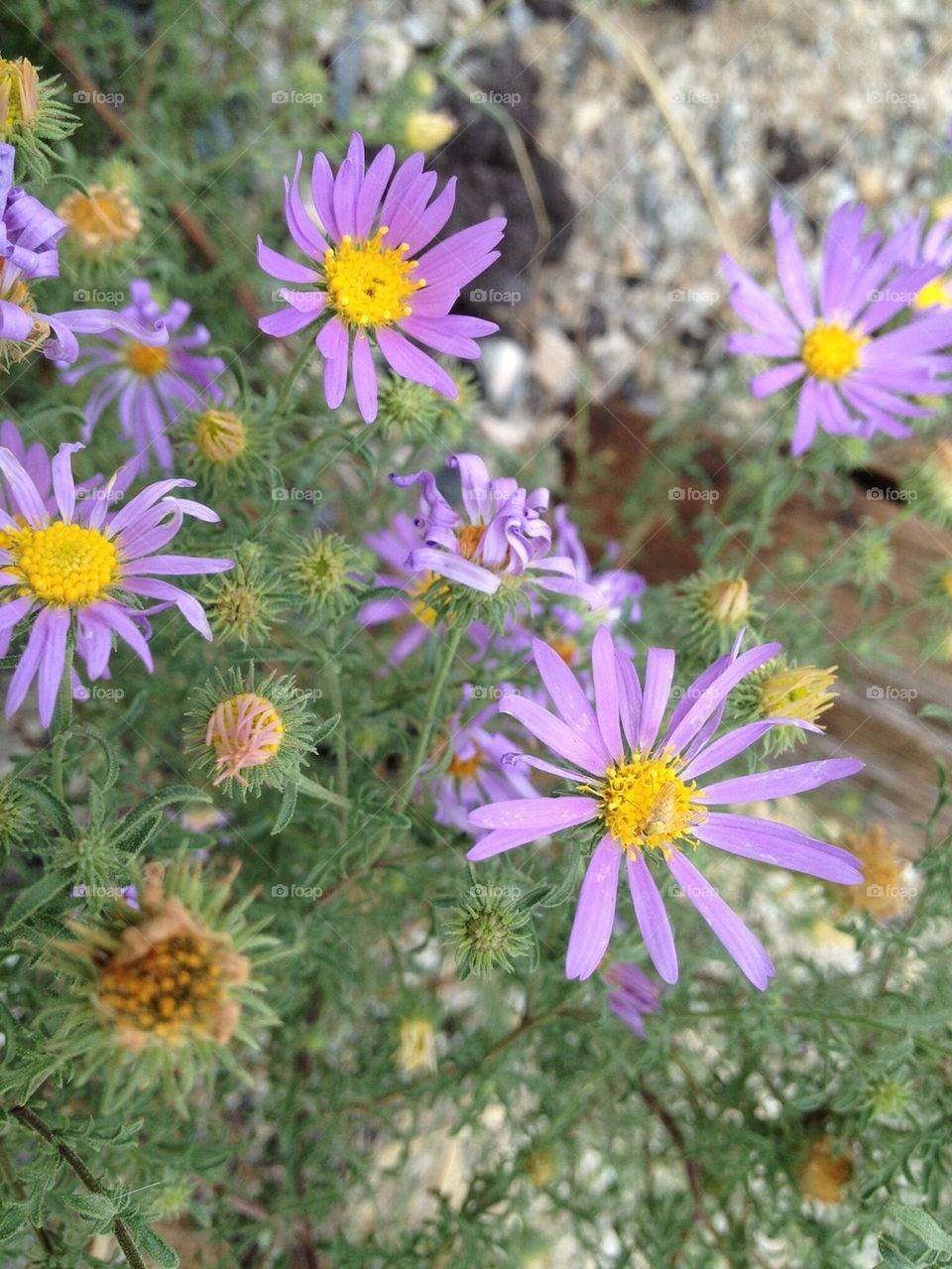 Colorado Flowers