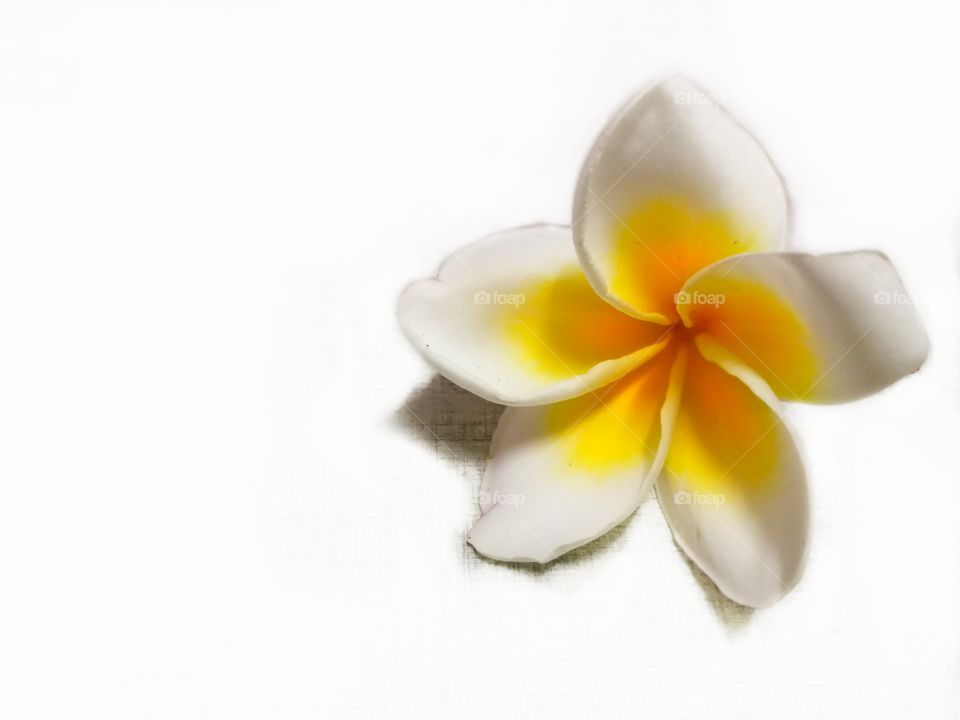 Adenium with white background
