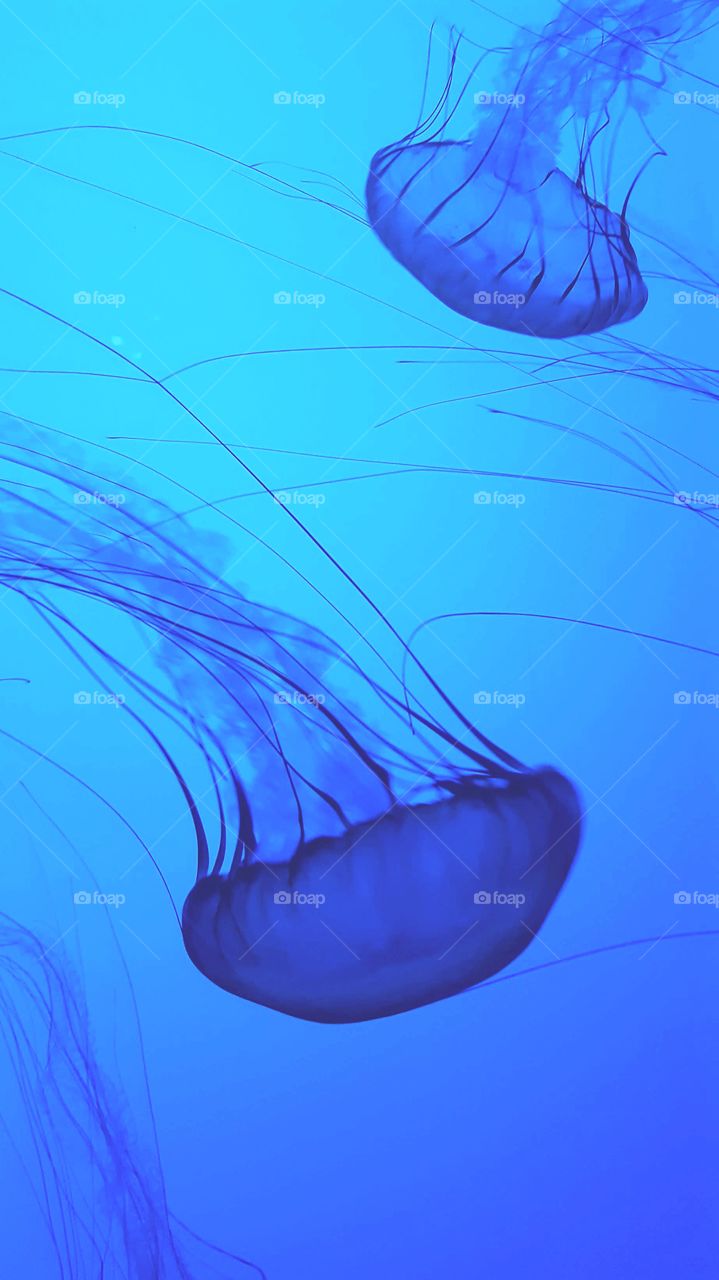 blue jellies in the aquarium