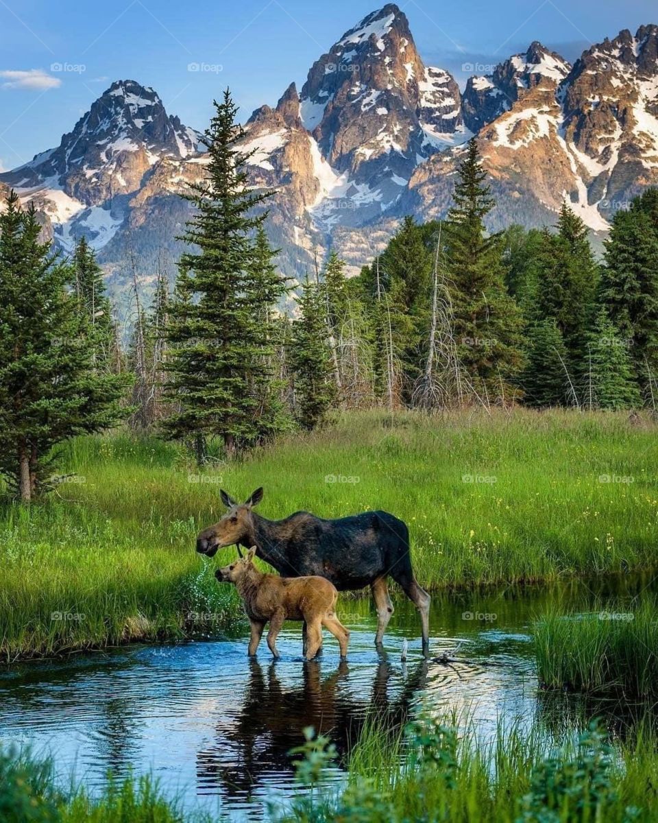 Canadian moose’s Alberta 