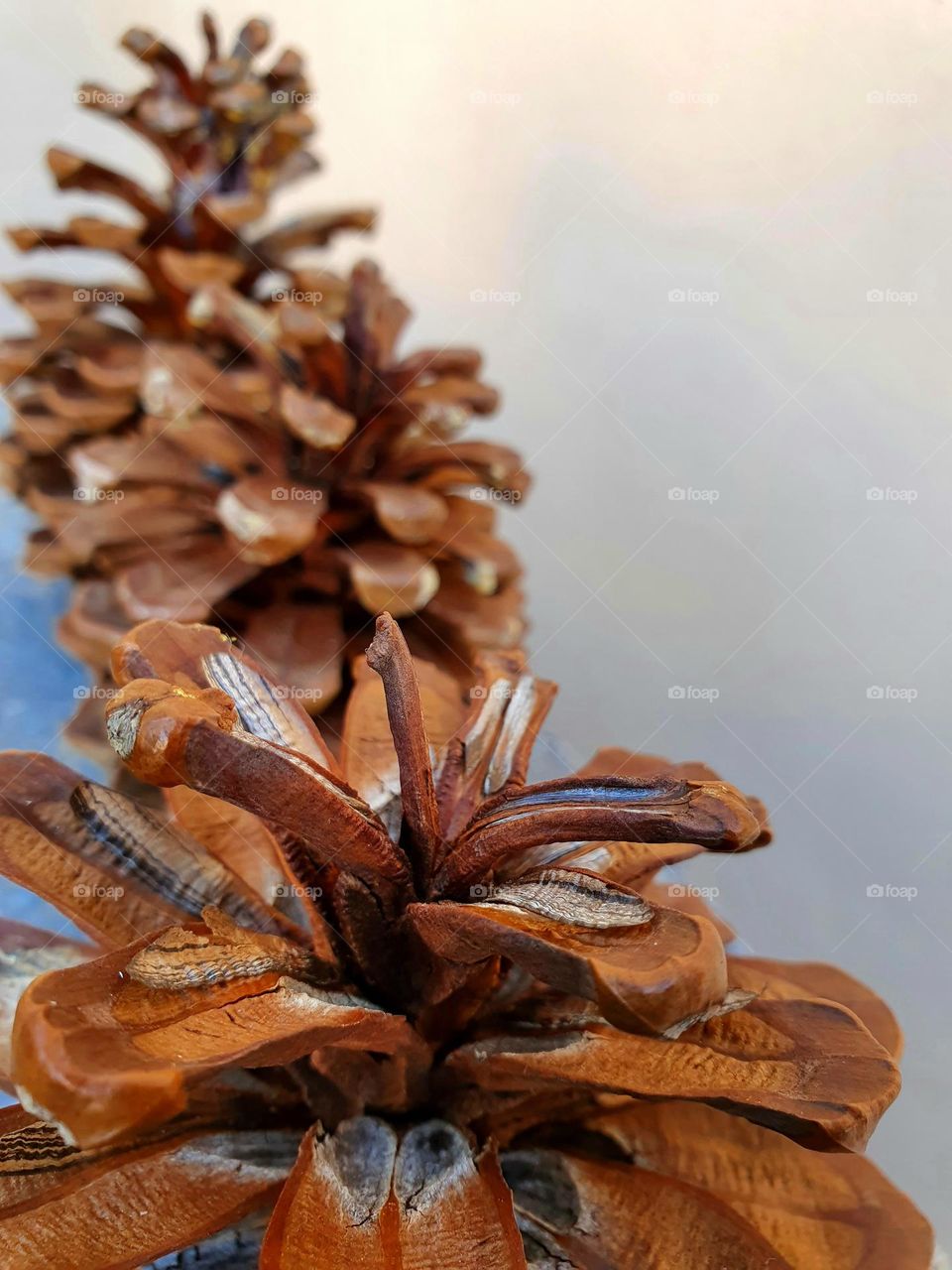 pine cones from the forest      - wood -