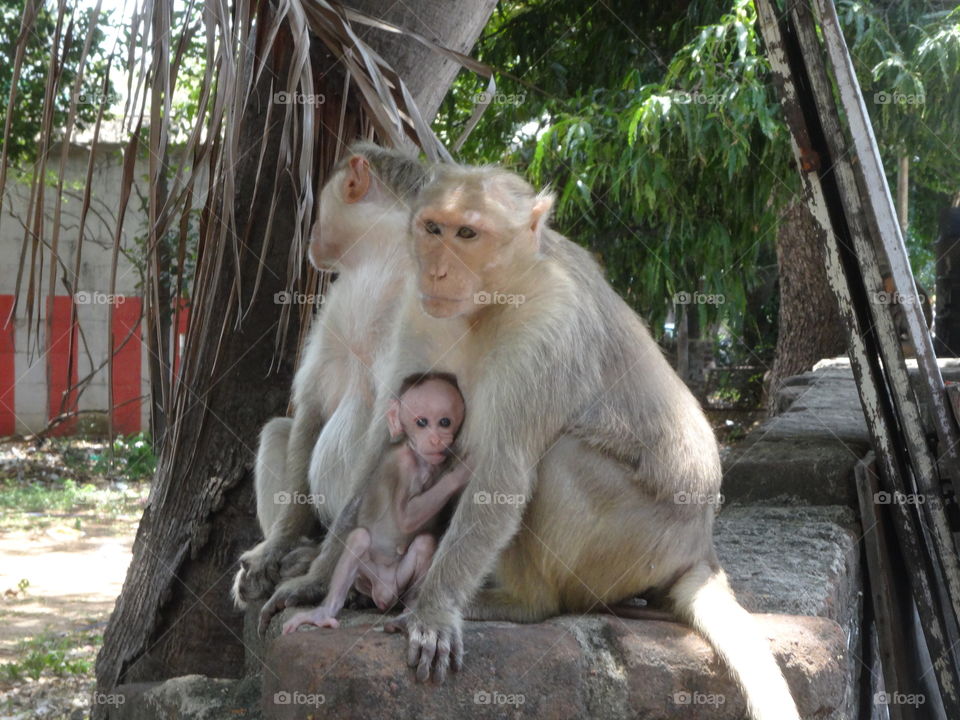 monkeys in South india