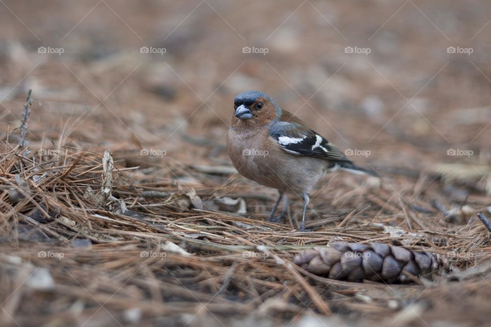 Chaffinch (Fringilla coelebs) male in spring pine forest . close up portrait