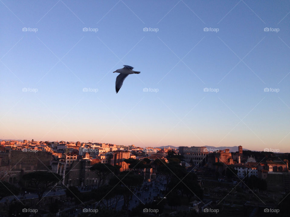 Seagull in Rome. Golden hour in Rome
