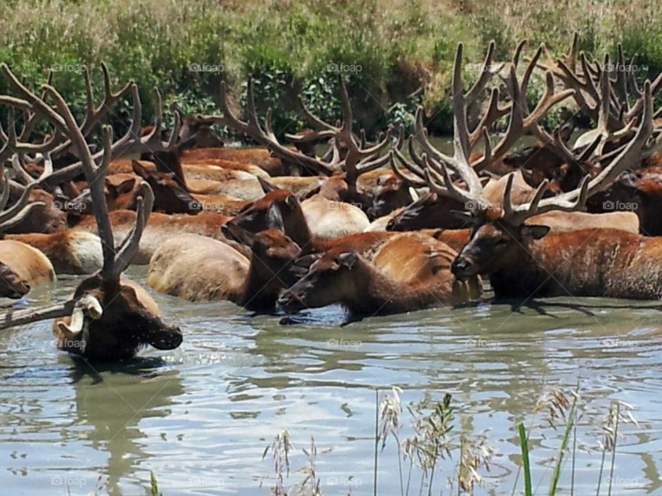 hot elk in water