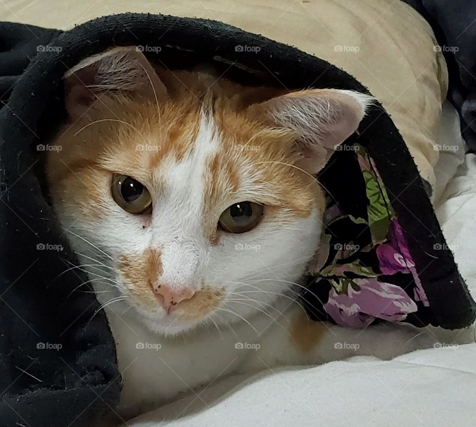 cute cat under blanket