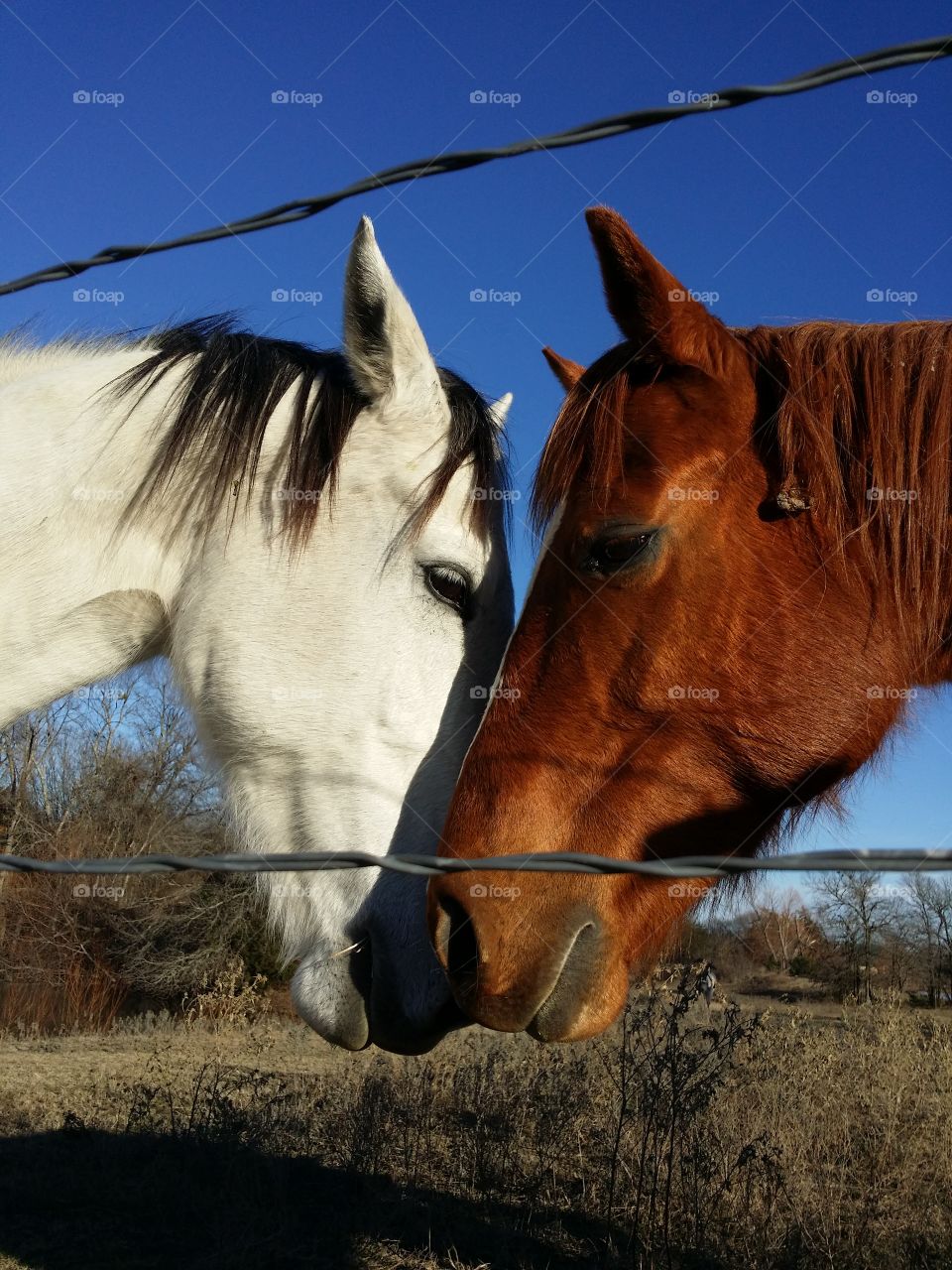 A Gray And A Sorrel Horse Greeting Each Other Closeup