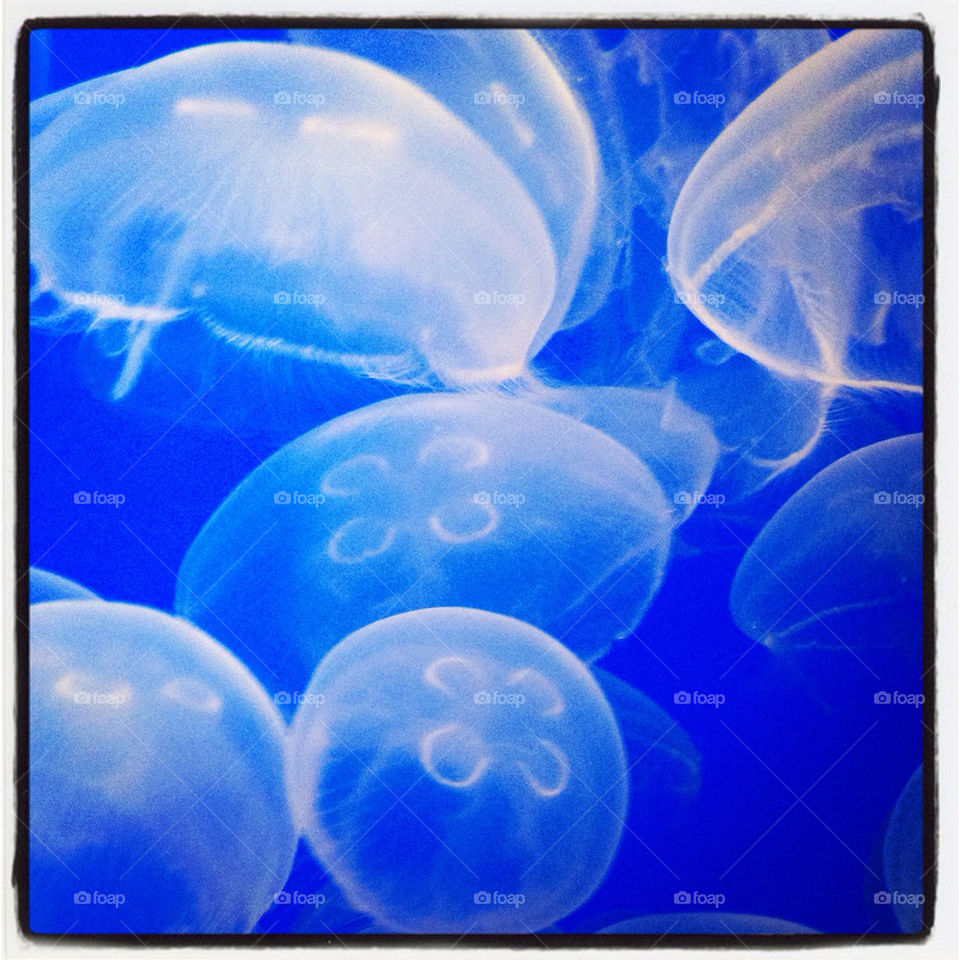 clear beautiful amazing jelly fish by chichidango79