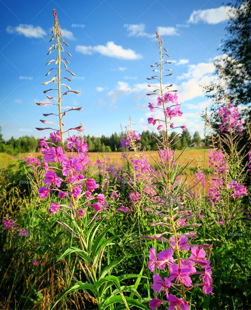 Purple flowers  by  a field 