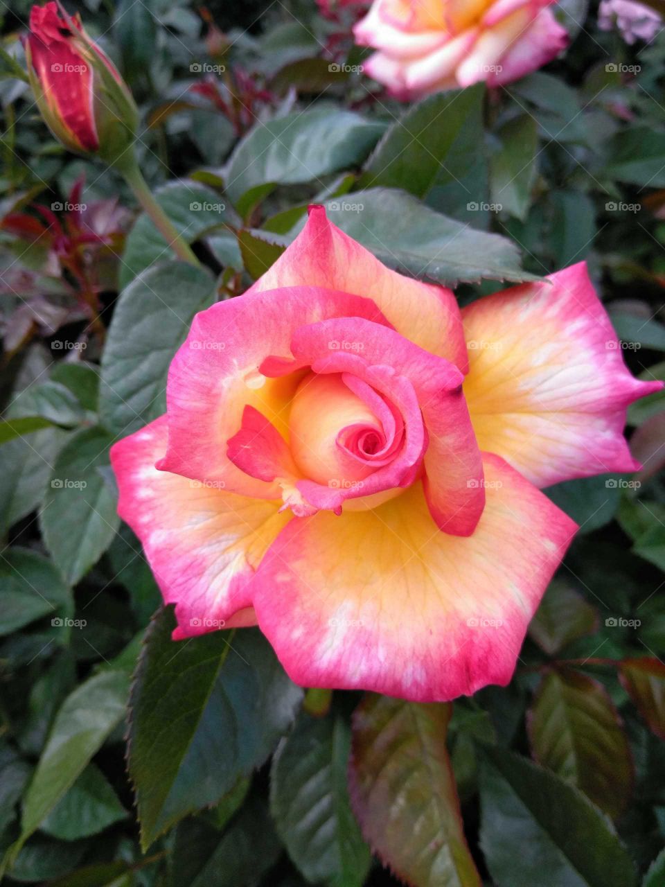 beautiful hybrid rose